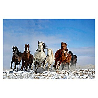 Papermoon Premium collection Fototapete Mongolei-Pferde (B x H: 450 x 280 cm, Vlies)