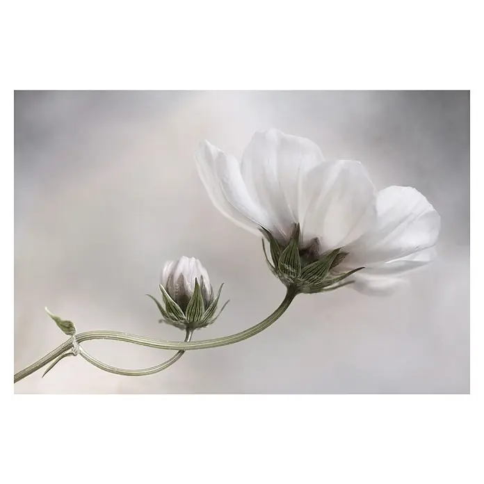 Papermoon Premium collection Fototapete Einfach Kosmos - B x H: 500 x 280 cm, Vlies - Eine elegante Nahaufnahme einer weißen Kosmee-Blüte neben einer noch geschlossenen Knospe, zart und anmutig.