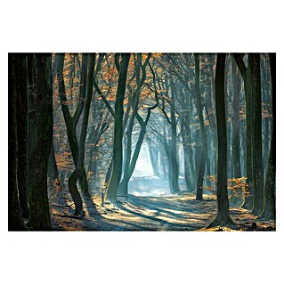 Papermoon Premium collection Fototapete Kaltes Licht im Wald (B x H: 450 x 280 cm, Vlies)