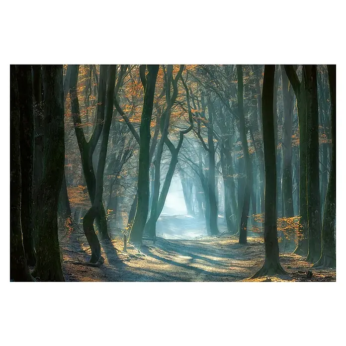 Papermoon Premium collection Fototapete Kaltes Licht im Wald - B x H: 200 x 149 cm, Vlies - Mystischer Waldweg im Herbstnebel. Die Bäume säumen den Pfad, während Sonnenstrahlen durch den Dunst dringen und eine gespenstische Atmosphäre erzeugen.
