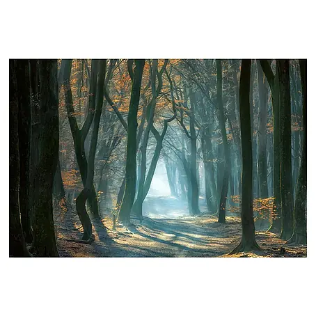 Papermoon Premium collection Fototapete Kaltes Licht im Wald