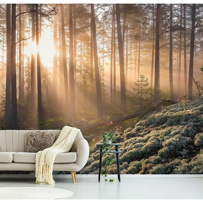 Papermoon Premium collection Fototapete Sonnenschein im nebligen Mooswald - B x H: 500 x 280 cm, Vlies - Eine helle und stimmungsvolle Waldtapete, die durch das Sonnenlicht eine warme Atmosphäre im Raum erzeugt.