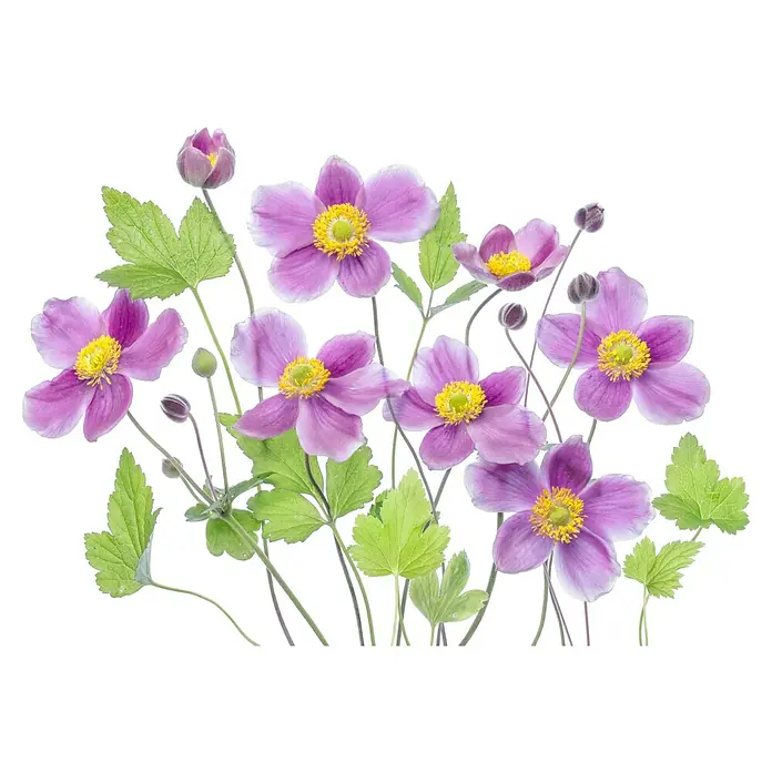 Papermoon Premium collection Fototapete Lila Blume - B x H: 400 x 260 cm, Vlies - Elegante Nahaufnahme von Japanischer Anemone-Blüten, die ihre zarten violetten Blütenblätter und gelben Zentren zeigen.