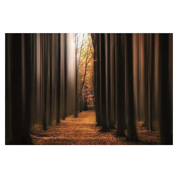 Papermoon Premium collection Fototapete Wecke mich nicht auf - B x H: 250 x 186 cm, Vlies - Ein traumhafter Waldweg im Herbstlicht, mit verschwommenen Bäumen. Die goldenen Blätter leuchten am Boden.