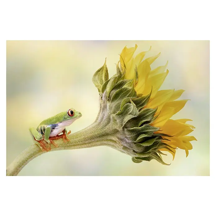 Papermoon Premium collection Fototapete Rotauge auf Sonnneblume - B x H: 500 x 280 cm, Vlies - Ein Rotaugenlaubfrosch ruht auf dem Stiel einer Sonnenblume. Das lebendige Grün des Frosches bildet einen schönen Kontrast zu den gelben Blütenblättern.