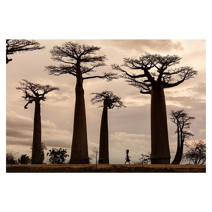 Papermoon Premium collection Fototapete Madagaskar (B x H: 300 x 223 cm, Vlies) | BAUHAUS