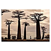 Papermoon Premium collection Fototapete Madagaskar (B x H: 300 x 223 cm, Vlies) | BAUHAUS