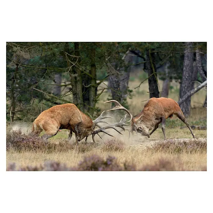 Papermoon Premium collection Fototapete Kampf der Titanen - B x H: 350 x 260 cm, Vlies - Zwei Rothirsche kämpfen mit ihren Geweihen in einer staubigen Lichtung vor einem Wald. Die Kraft und Wildheit des Augenblicks sind deutlich sichtbar.