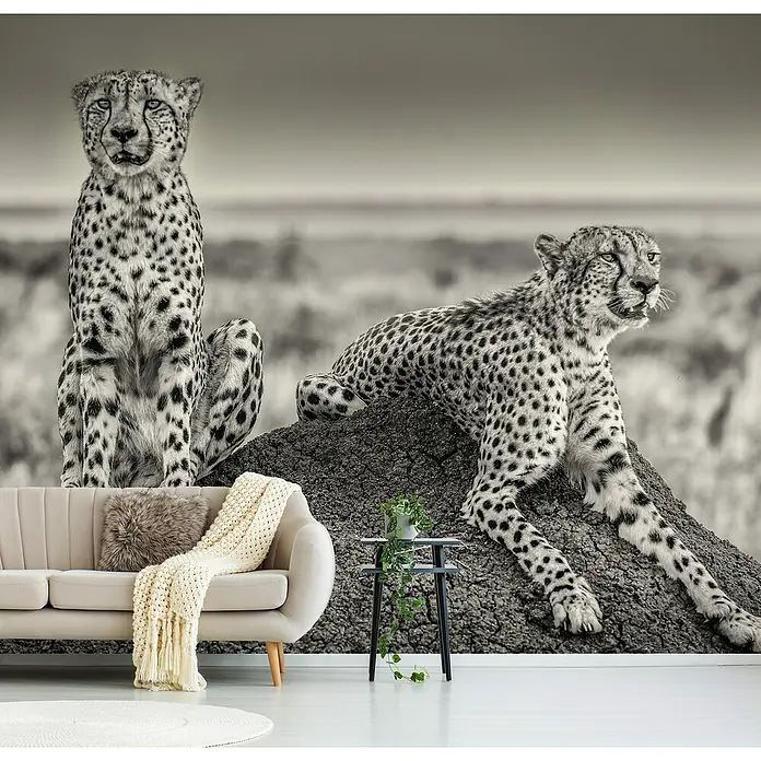 Papermoon Premium collection Fototapete Die Aussehen - B x H: 500 x 280 cm, Vlies - Eine stilvolle Wohnzimmergestaltung mit einer Fototapete, die zwei Geparden in Schwarzweiß zeigt und eine gemütliche Atmosphäre schafft.
