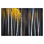 Papermoon Premium collection Fototapete Fallvorhang (B x H: 300 x 223 cm, Vlies) | BAUHAUS