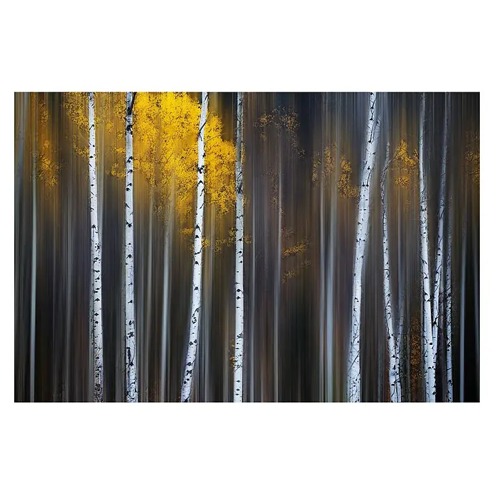 Papermoon Premium collection Fototapete Fallvorhang - B x H: 200 x 149 cm, Vlies - Wald von Birkenbäumen mit gelbem Laub. Die Birken sind in vertikalen Streifen dargestellt, was einen dynamischen Effekt erzeugt.\n