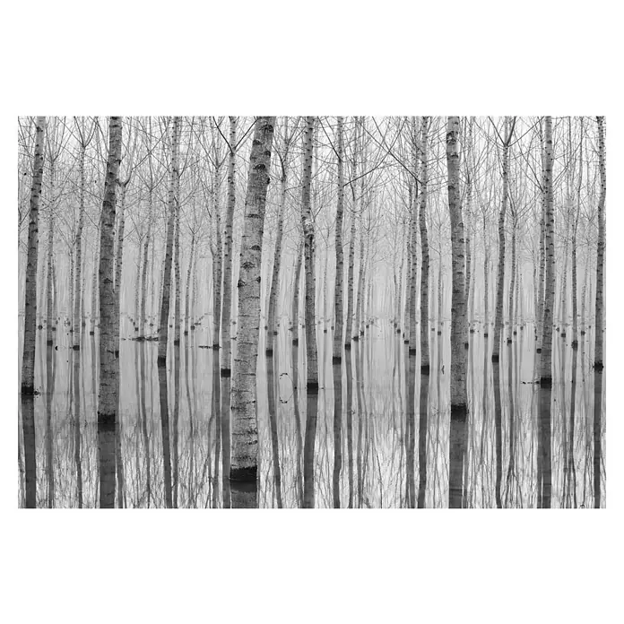 Papermoon Premium collection Fototapete Birkenmeer - B x H: 200 x 149 cm, Vlies - Schwarz-Weiß-Fotografie einer Baumreihe im Wasser, deren Spiegelungen eine ruhige und ästhetische Szene erzeugen.