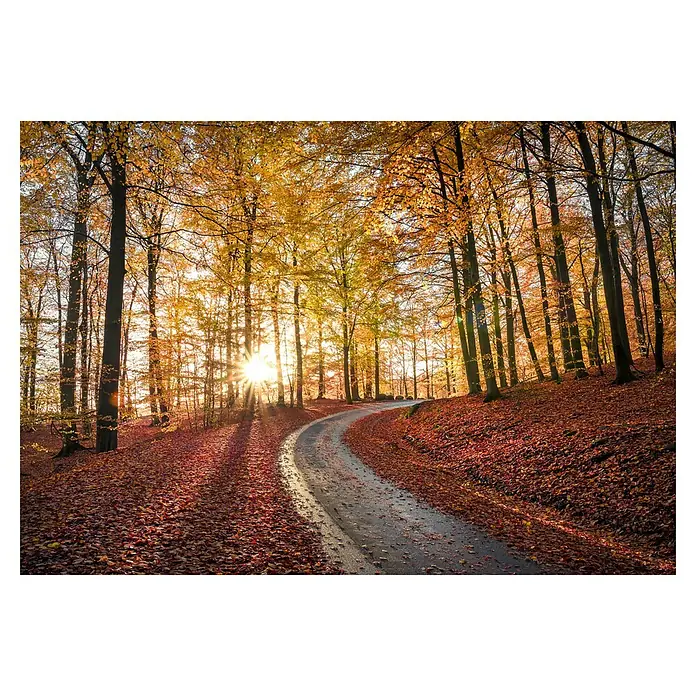 Papermoon Premium collection Fototapete Rot-goldener Herbst - B x H: 400 x 260 cm, Vlies - Goldene Herbstlandschaft mit einem gewundenen Weg, der durch einen Wald mit bunten Blättern führt, die im Sonnenlicht leuchten.