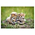 Papermoon Premium collection Fototapete Katzen Gepard Baby 