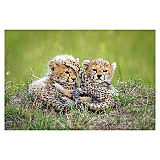 Papermoon Premium collection Fototapete Katzen Gepard Baby (B x H: 350 x 260 cm, Vlies)