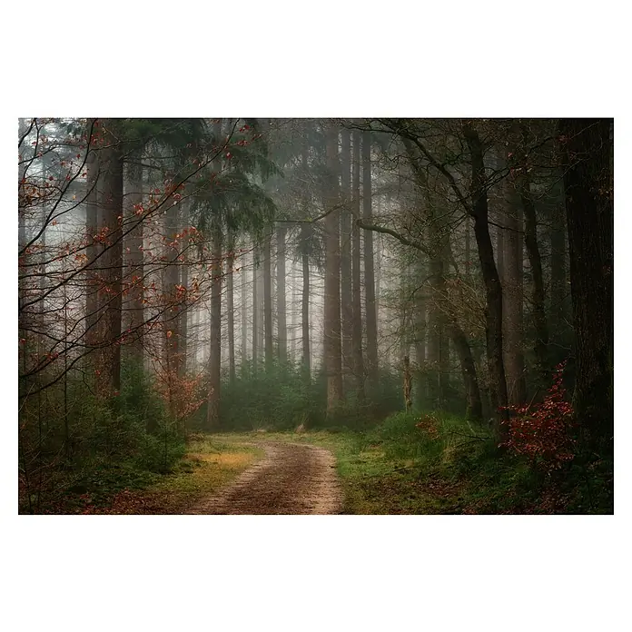 Papermoon Premium collection Fototapete Reveries - B x H: 300 x 223 cm, Vlies - Nebelverhangener Waldweg mit hohen Bäumen. Die mystische Szene fängt die ruhige Schönheit der Natur ein.
