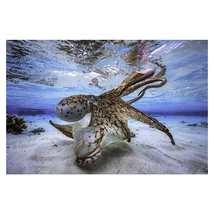 Papermoon Premium collection Fototapete Tanzkrake - B x H: 250 x 186 cm, Vlies - Ein faszinierender Oktopus im blauen Ozean, der seine Farbenpracht auf sandigem Grund entfaltet und die Schönheit der Unterwasserwelt zeigt.