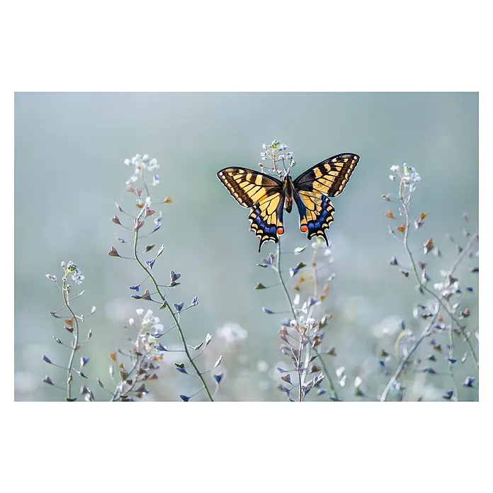 Papermoon Premium collection Fototapete Swallowtailbeauty - B x H: 300 x 223 cm, Vlies - Ein bunter Schwalbenschwanz-Schmetterling ruht sanft auf einer zarten Pflanze in einem verschwommenen Feld. Die Aufnahme erfasst die Schönheit der Natur.