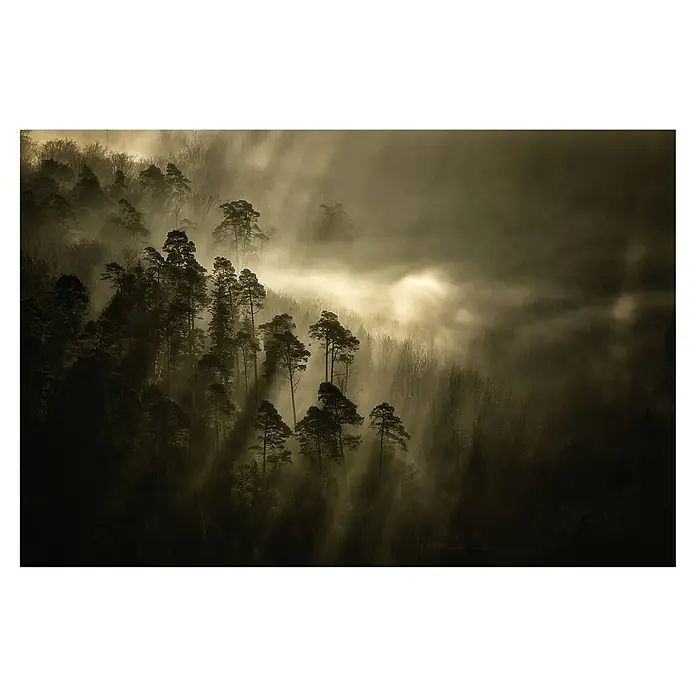 Papermoon Premium collection Fototapete Streifchichter - B x H: 350 x 260 cm, Vlies - Mystische Waldszene mit Bäumen, die im Nebel stehen und durch das Licht einen dramatischen Effekt erzeugen. Die Szene wirkt friedlich und abgelegen.