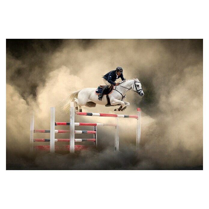 Papermoon Premium collection Fototapete Weißes Pferd (B x H: 500 x 280 cm, Vlies) | BAUHAUS