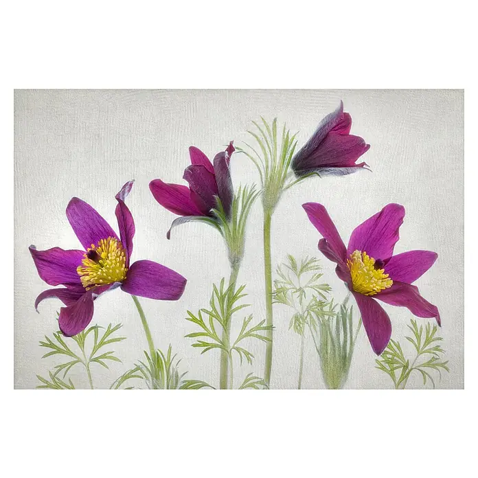 Papermoon Premium collection Fototapete Pulsatilla - B x H: 350 x 260 cm, Vlies - Elegante Nahaufnahme von violetten Kuhschellenblumen mit filigranen gelben Staubgefäßen, die auf einem hellen Hintergrund wunderschön zur Geltung kommen.