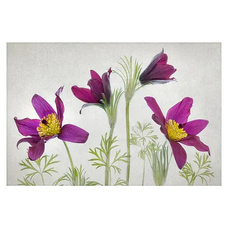 Papermoon Premium collection Fototapete Pulsatilla