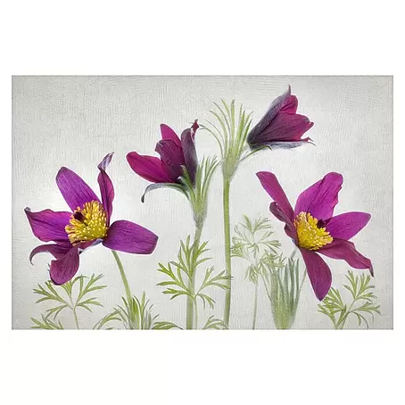Papermoon Premium collection Fototapete Pulsatilla