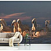 Papermoon Premium collection Fototapete Pferde im Meer (B x H: 400 x 260 cm, Vlies) | BAUHAUS