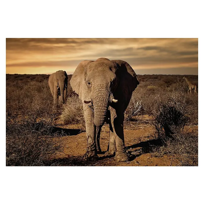 Papermoon Premium collection Fototapete Gross - B x H: 350 x 260 cm, Vlies - Ein beeindruckendes Bild eines Elefanten in freier Wildbahn, der mit seiner massiven Erscheinung und den Stoßzähnen in den Vordergrund tritt.