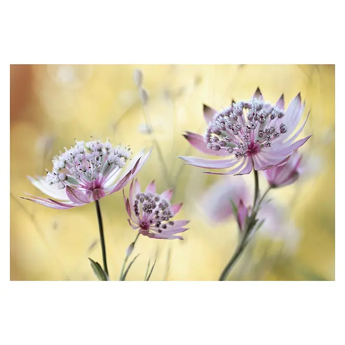 Papermoon Premium collection Fototapete Astrantia-Major - B x H: 250 x 186 cm, Vlies - Nahaufnahme von zarten, violetten Astrantia-Blüten vor verschwommenem, gelbem Hintergrund, die die feine Schönheit der Blüten hervorhebt.