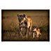 Papermoon Premium collection Fototapete Mom Löwin Mit Cub 