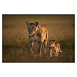 Papermoon Premium collection Fototapete Mom Löwin Mit Cub (B x H: 500 x 280 cm, Vlies)