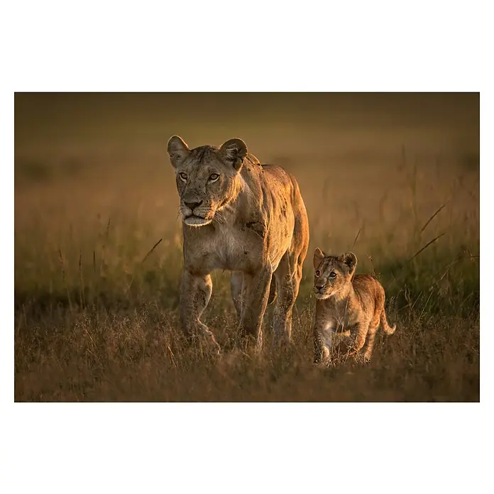 Papermoon Premium collection Fototapete Mom Löwin Mit Cub - B x H: 500 x 280 cm, Vlies - Ein majestätisches Löwenweibchen und ihr Junges durchstreifen die Savanne, goldenes Licht umhüllt sie. Ihre Fellfarben verschmelzen mit dem hohen Gras.