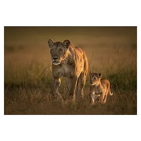 Papermoon Premium collection Fototapete Mom Löwin Mit Cub