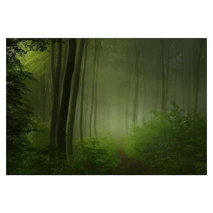 Papermoon Premium collection Fototapete Waldmorgen - B x H: 250 x 186 cm, Vlies - Ein nebliger Waldweg, gesäumt von hohen Bäumen und üppigem Grün, erzeugt eine mystische und friedvolle Atmosphäre.