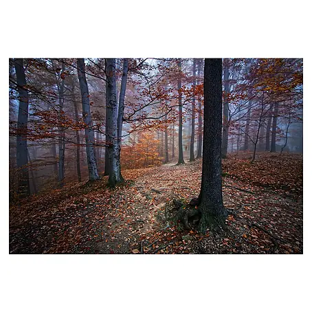 Papermoon Premium collection Fototapete Durchblick im herbstlichen Wald