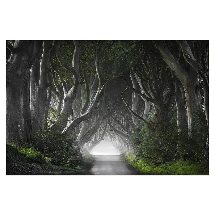 Papermoon Premium collection Fototapete Dunkle Hedges - B x H: 250 x 186 cm, Vlies - Die dunkle Heckenallee: Ein atmosphärisches Foto der berühmten Dark Hedges in Nordirland, bekannt für ihre alten, verschlungenen Buchen.