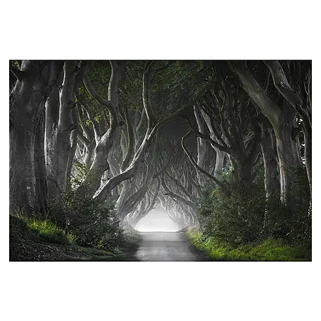 Papermoon Premium collection Fototapete Dunkle Hedges