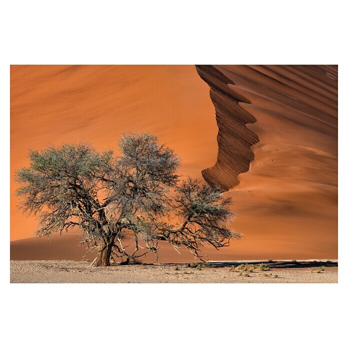 Papermoon Premium collection Fototapete Akazie in der Wüste