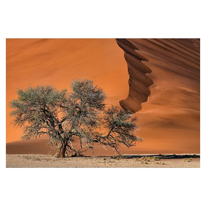 Papermoon Premium collection Fototapete Akazie in der Wüste - B x H: 500 x 280 cm, Vlies - Baumlandschaft: Ein Baum mit kahlen Ästen steht vor einer orangefarbenen Sanddüne. Die Wüste erstreckt sich im Hintergrund.