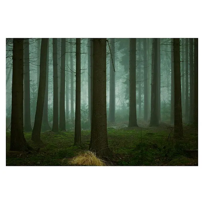 Papermoon Premium collection Fototapete Die dunklen Tage des Winters - B x H: 450 x 280 cm, Vlies - Mystischer Wald: Nebelverhangene Baumstämme ragen in den Himmel, während Moos den Waldboden bedeckt, eine verwunschene Szene.