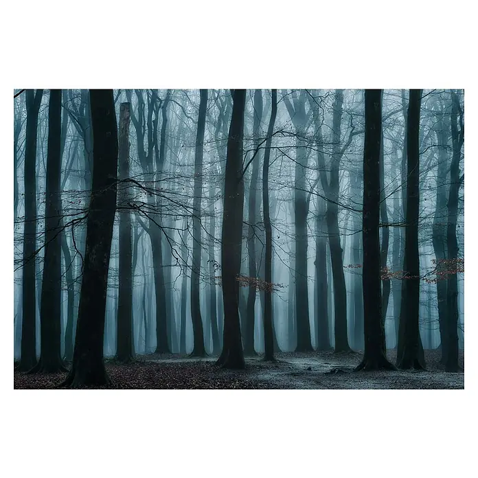 Papermoon Premium collection Fototapete Kühler Waldblick - B x H: 200 x 149 cm, Vlies - Nebelverhangener Wald mit schlanken Baumstämmen, die eine geheimnisvolle und stimmungsvolle Atmosphäre erzeugen.