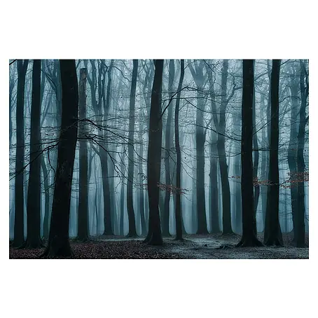 Papermoon Premium collection Fototapete Kühler Waldblick