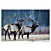 Papermoon Premium collection Fototapete Erster Schnee 