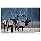 Papermoon Premium collection Fototapete Erster Schnee (B x H: 450 x 280 cm, Vlies) | BAUHAUS
