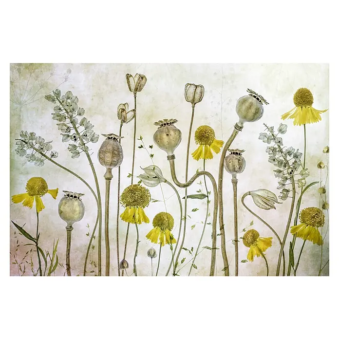 Papermoon Premium collection Fototapete Mohnblumen Helenium - B x H: 350 x 260 cm, Vlies - Zarte Blumenstillleben mit filigranen Details und sanften Farben, die eine ruhige und natürliche Atmosphäre schaffen.