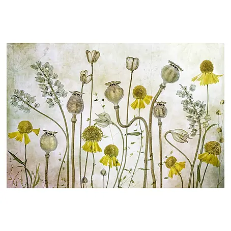 Papermoon Premium collection Fototapete Mohnblumen Helenium