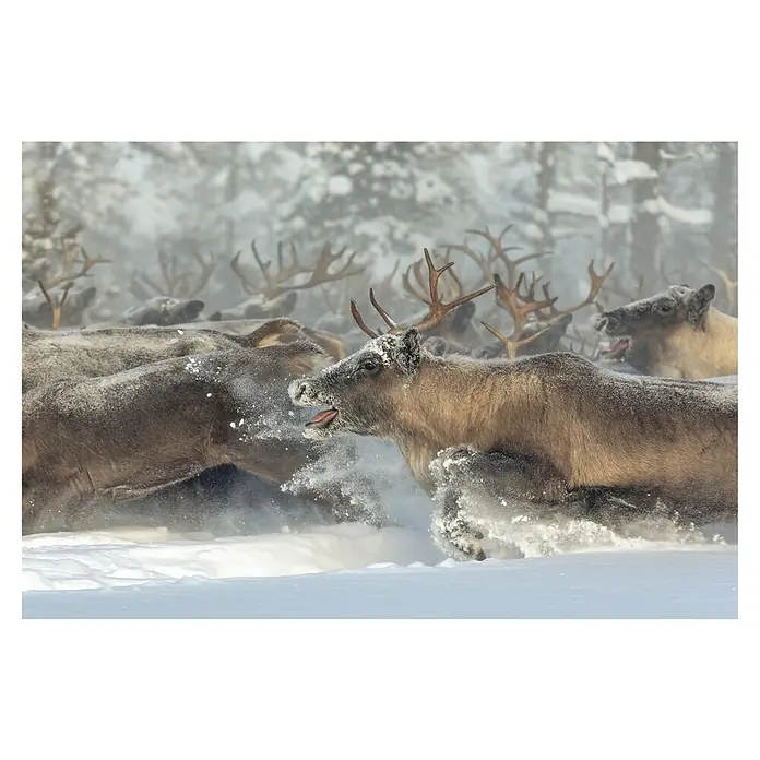 Papermoon Premium collection Fototapete Rentierrennen - B x H: 400 x 260 cm, Vlies - Eine Herde Rentiere kämpft sich durch den Schnee, wobei das Rentier im Vordergrund mit offenem Maul zu sehen ist. Die Winterlandschaft ist verschneit.