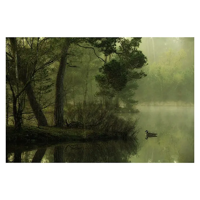 Papermoon Premium collection Fototapete Ente im See - B x H: 500 x 280 cm, Vlies - Friedliche Szene eines Sees im Wald mit einem eleganten Kanadagans, die sanft auf der spiegelglatten Wasseroberfläche schwimmt.