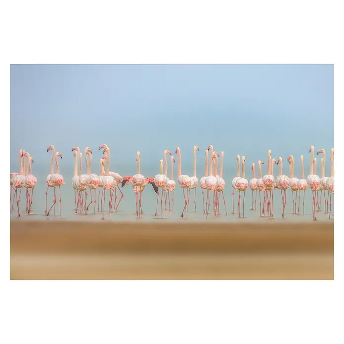 Papermoon Premium collection Fototapete Bläser - B x H: 300 x 223 cm, Vlies - Eine Herde rosa Flamingos steht an einem Ufer mit nebligem Himmel und sanftem Wasser. Ihre eleganten Silhouetten ergeben ein schönes Bild.